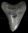 Megalodon Tooth - St Catherine Sound, Georgia #18341-1